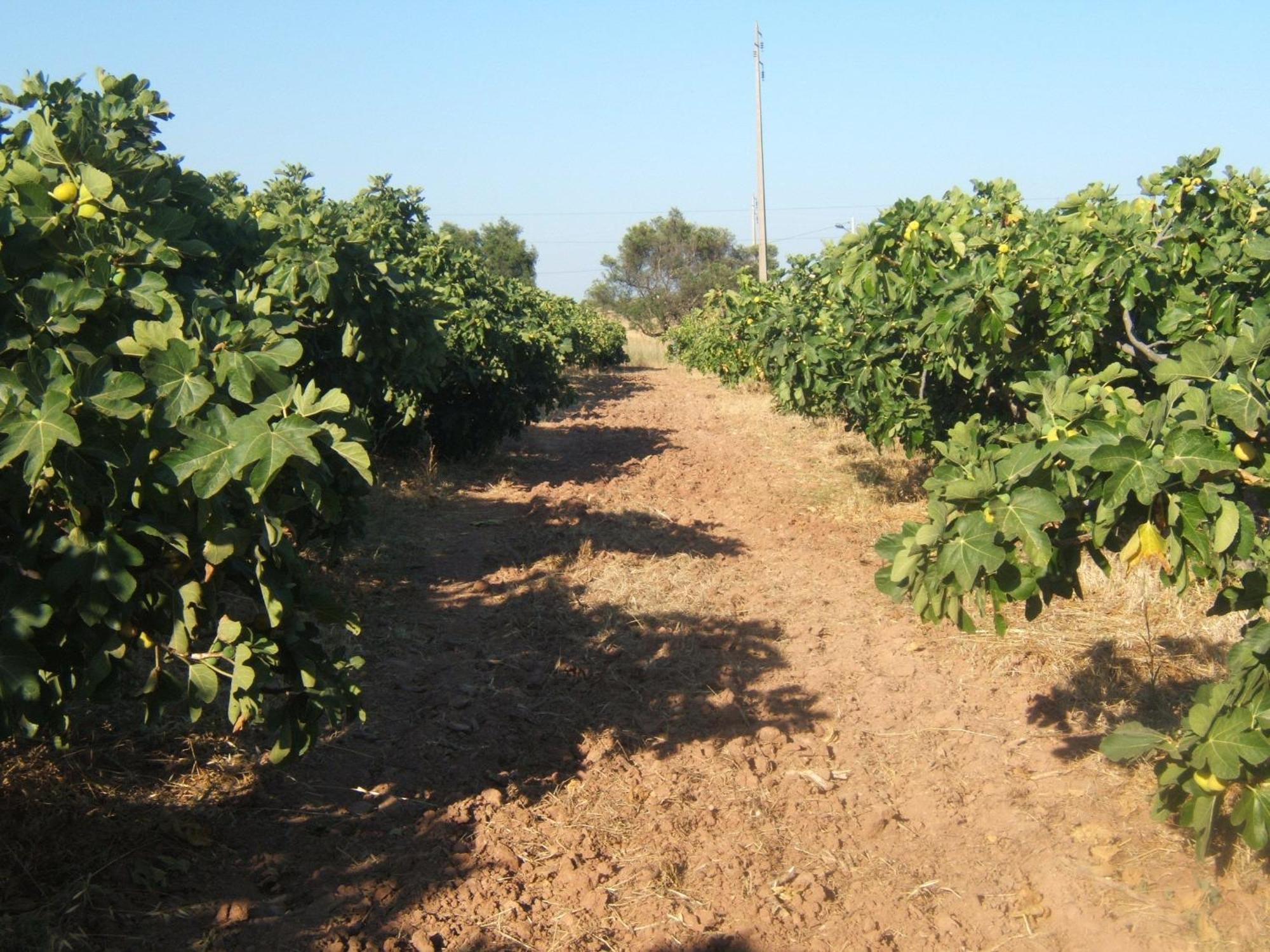 Quinta Da Fornalha - Santuario Agroecologico Villa Castro Marim Exterior photo